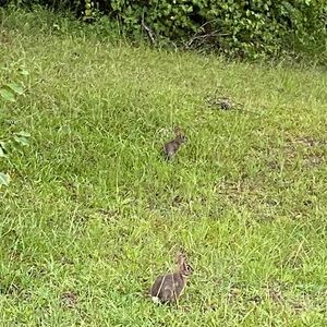 Meet your Posher, Robin